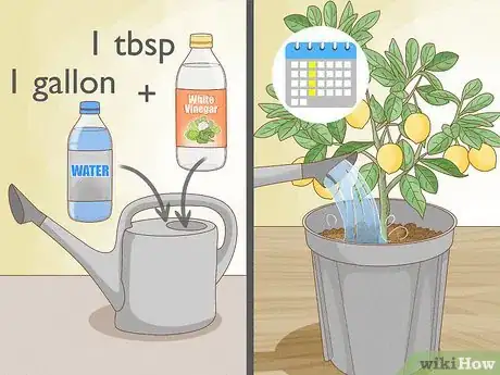 Imagen titulada Grow Lemon Trees Indoors Step 10