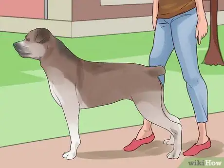 Imagen titulada Train Your Dog for a Dog Show Step 6