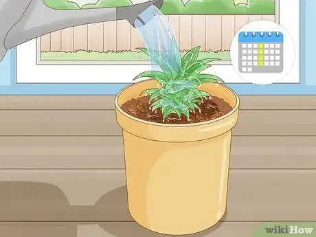 Imagen titulada Grow Dwarf Pineapples Step 4