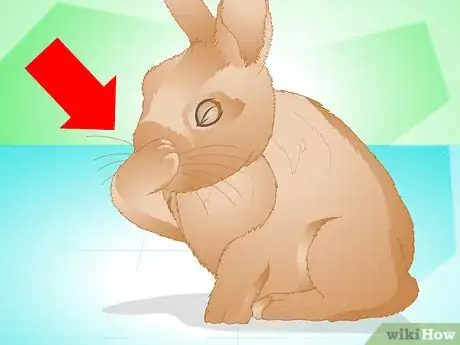 Imagen titulada Determine if Your Rabbit Is Sick Step 4