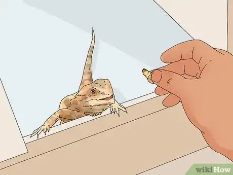 Imagen titulada Build Love With Your Bearded Dragon Step 9