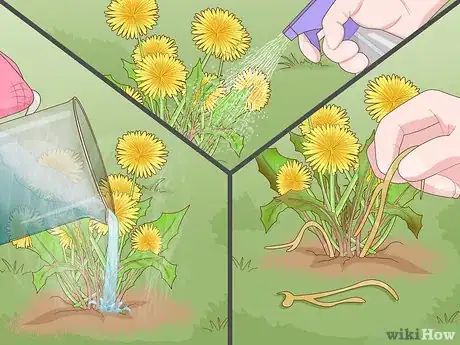 Imagen titulada Get Rid of Dandelions in a Lawn Step 8