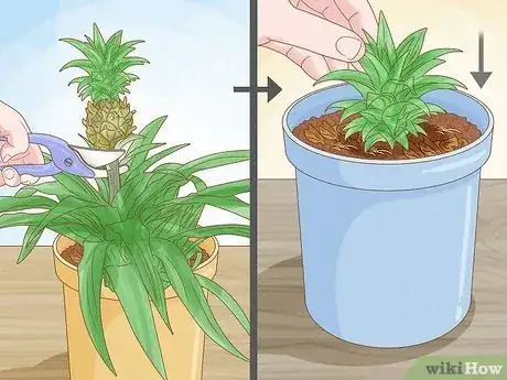 Imagen titulada Grow Dwarf Pineapples Step 6