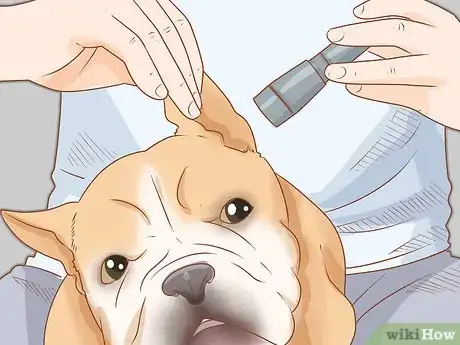 Imagen titulada Clean a French Bulldog's Ears Step 13