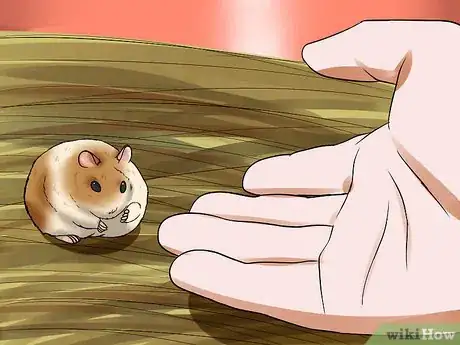 Imagen titulada Tame a Dwarf Hamster Step 6