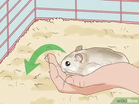 Imagen titulada Tame Your Winter White Hamster Step 11