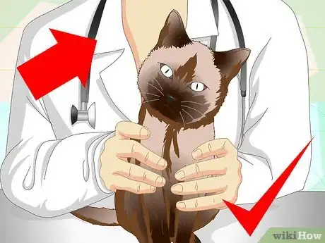 Imagen titulada Help a Cat with a Broken Shoulder Step 18