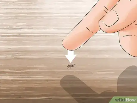 Imagen titulada Get Rid of Ants Step 18