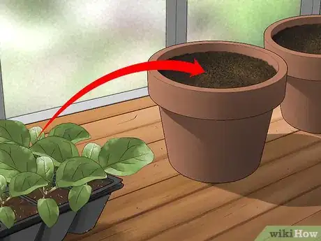 Imagen titulada Grow Eggplant Step 6