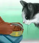 estimular a tu gato a comer