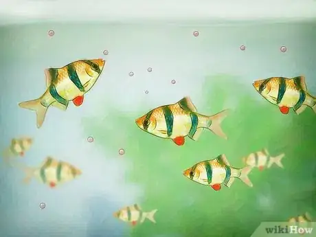 Imagen titulada Cycle a Fish Tank Step 3