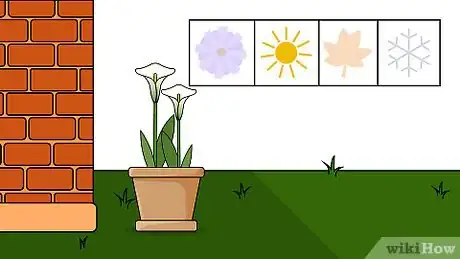 Imagen titulada Grow Calla Lilies Step 7