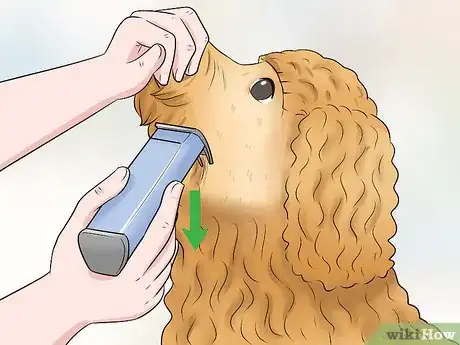 Imagen titulada Groom a Goldendoodle's Face Step 7