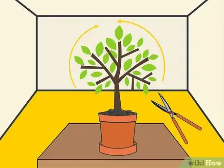 Imagen titulada Prune an Avocado Tree in a Pot Step 09