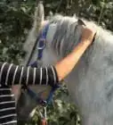 bañar a un caballo