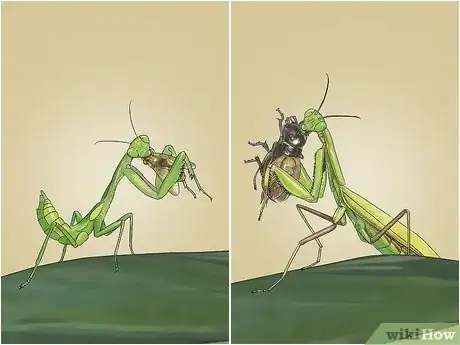 Imagen titulada Catch and Keep a Praying Mantis Step 9