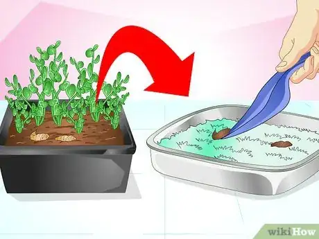 Imagen titulada Keep Cats from Urinating in House Plants Step 5