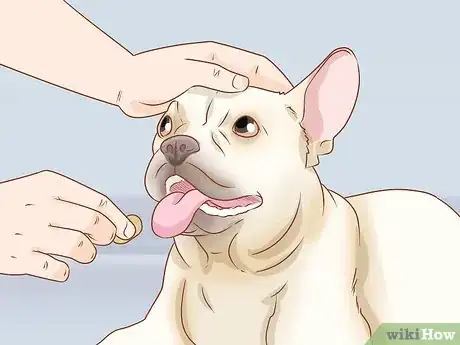 Imagen titulada Clean a French Bulldog's Ears Step 15