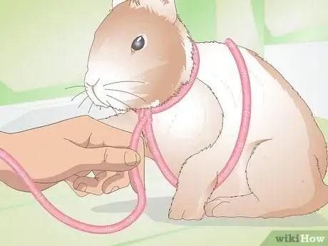 Imagen titulada Make Your Rabbit a Leash Step 4