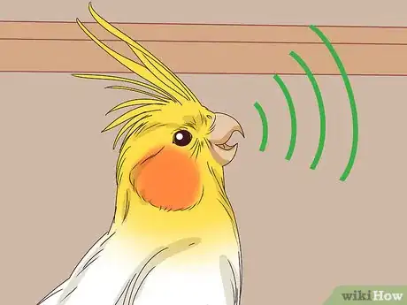 Imagen titulada Understand Cockatiel Gestures Step 12