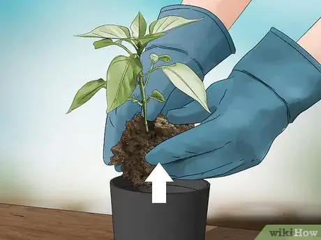 Imagen titulada Grow Jalapenos in a Pot Step 3