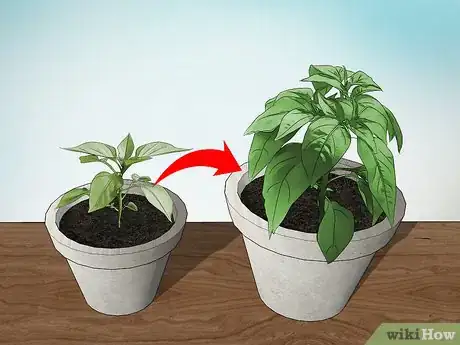 Imagen titulada Grow Jalapenos in a Pot Step 9