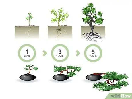 Imagen titulada Start a Bonsai Tree Step 04