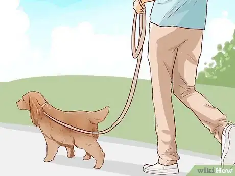 Imagen titulada Train a Cocker Spaniel Step 14