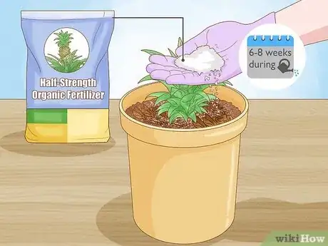 Imagen titulada Grow Dwarf Pineapples Step 5