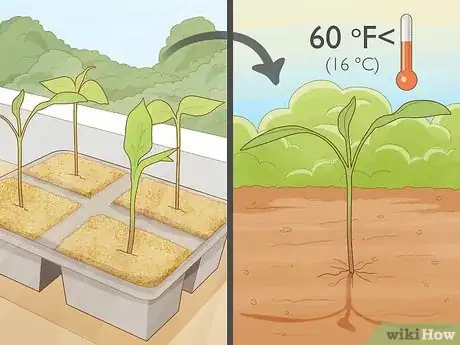 Imagen titulada Grow Jalapeno Peppers Step 6