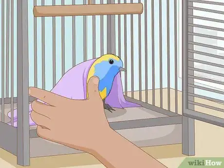 Imagen titulada Train Your Bird Step 10