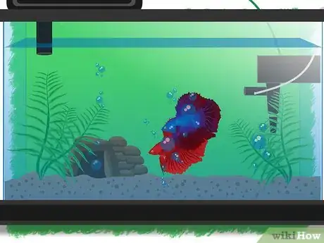 Imagen titulada Breed Betta Fish Step 11