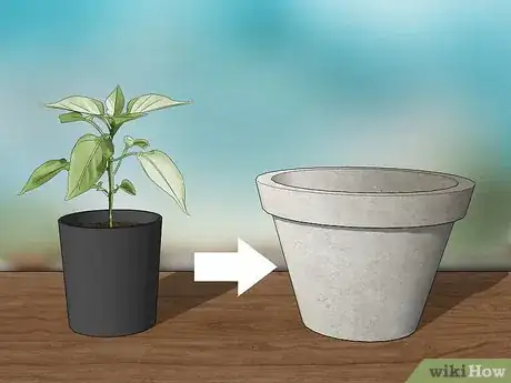 Imagen titulada Grow Jalapenos in a Pot Step 1