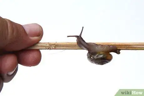 Imagen titulada Keep a Pet Snail Step 10