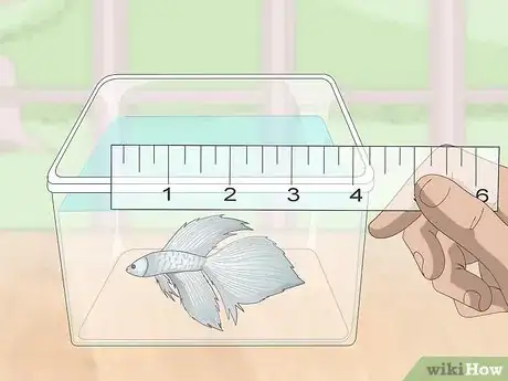 Imagen titulada Selectively Breed Betta Fish Step 3