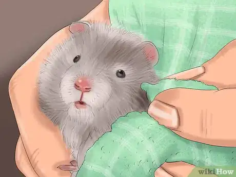 Imagen titulada Give Your Hamster a Bath Step 7