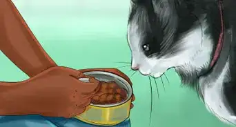 estimular a tu gato a comer