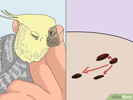 Imagen titulada Treat Diarrhea in Cockatiels Step 3