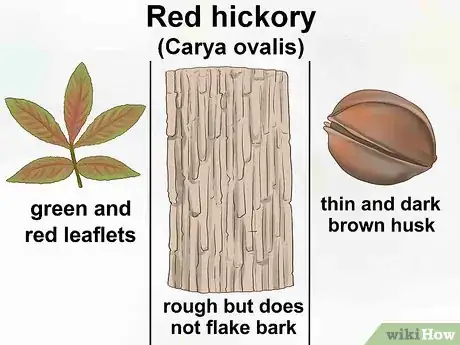 Imagen titulada Identify Hickory Trees Step 10