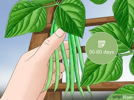 Imagen titulada Grow Green Beans Step 19