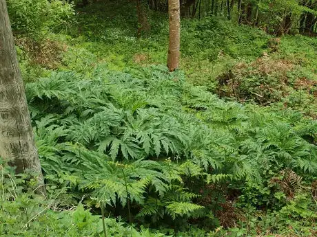 Imagen titulada Heracleum mantegazzianum