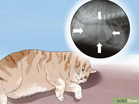 Imagen titulada Help Your Cat Breathe Easier Step 18