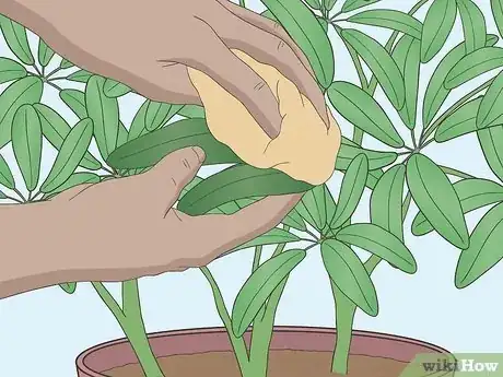 Imagen titulada Care for a Dwarf Umbrella Plant Step 8