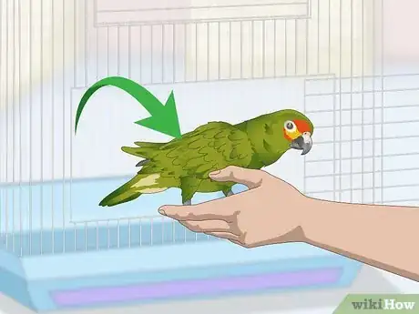 Imagen titulada Deal with an Aggressive Amazon Parrot Step 11