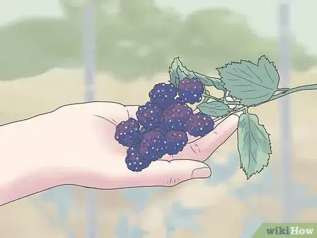 Imagen titulada Grow Blackberries Step 15