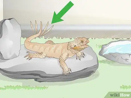 Imagen titulada Pet a Bearded Dragon Step 8