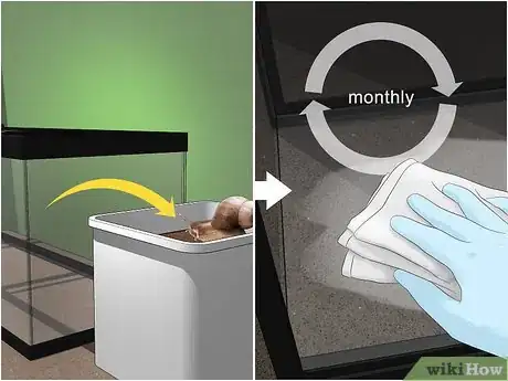 Imagen titulada Care for Giant African Land Snails Step 9