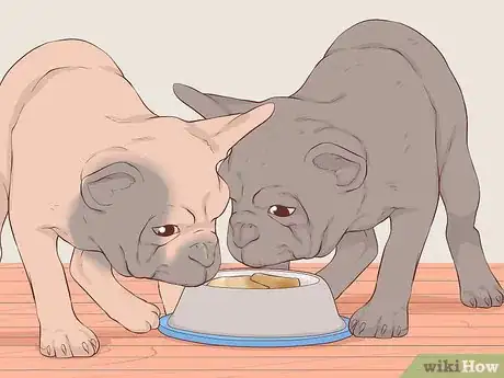 Imagen titulada Be a Responsible Breeder of French Bulldog Puppies Step 15