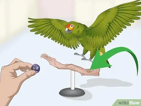 Imagen titulada Deal with an Aggressive Amazon Parrot Step 9