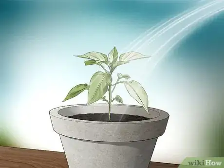 Imagen titulada Grow Jalapenos in a Pot Step 5